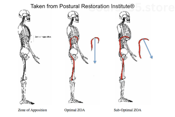 Postural-Respiration-2017-by-Postural-Restoration-Institute-free-download